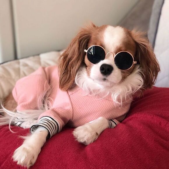 ⛔️CLEARANCE⛔️ Mini Retro Pet Sunglasses - Picture 7 of 15